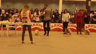 Pomeranian Dog Show Spanish ChampionshipExposición canina de Madrid 2018 Pomerania [upl. by Anastos]