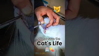 Doctor saves the cats life Poor cat cat catvideos cutecat biral poorcat catlover [upl. by Naliorf]