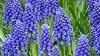 Muscari armeniacum quotgrape hyacinthquot  FarmerGracycouk [upl. by Morgenthaler536]