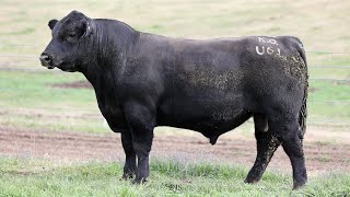 Lot 46 NZC23U61 KO Angus 2024 [upl. by Airehc957]