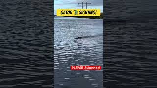 Gator Sighting in the Wild gators reptiles animal scary funny lol subscribe florida shorts [upl. by Yale56]