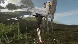 Wild Animals Online  Bird update [upl. by Alica]