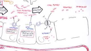 Protein Digestion and Absorption [upl. by Namhar]