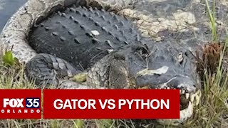 Alligator vs python fight caught on camera in the Florida Everglades [upl. by Henryk]