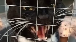 Tuxedo Cat hissing compilation 13 [upl. by Saire]