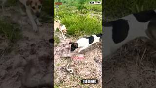 Dog Attacks on Snake shorts ytshorts viralshorts dog [upl. by Tanya]