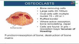 Histology of Bone [upl. by Baruch]