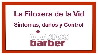 Filoxera de la Vid Historia Síntomas daños y Prevención ✅ [upl. by Oicafinob476]