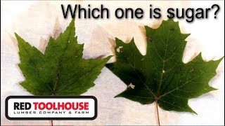 EP50 Identifying your sugar maple trees [upl. by Aneehsal]