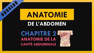 Anatomie De Labdomen  Chapitre 2  Anatomie de la cavité abdominale [upl. by Nylqcaj]