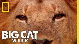 Man v Cheetah  Big Cat Week [upl. by Loggins]