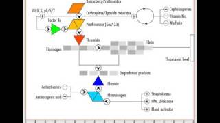 Anticoagulation amp proteases by PMAP [upl. by Deelaw]