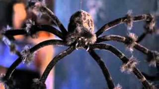 Dropping Spider with Sound for Halloween [upl. by Renaud]