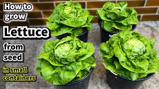 How to Grow Lettuce in Small Containers from Seed to Harvest [upl. by Ahtenak835]