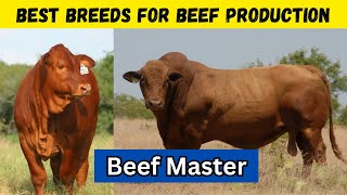 Beef Master The Best Breed For Meat Production [upl. by Nellir565]