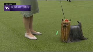 Yorkshire Terriers  Breed Judging 2023 [upl. by Ahsieym213]