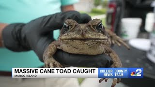 Footlong cane toad removed from Marco Island homeowners backyard [upl. by Enilrem]