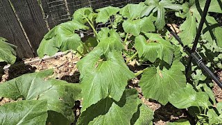 Why is my SquashZucchini dying  Managing Squash Vine Borers [upl. by Reedy]