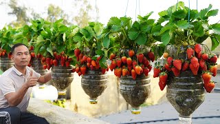 Growing Strawberries in Plastic Bottles  Surprising Results [upl. by Isbel242]