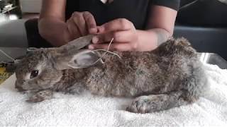 Rabbit Taxidermy Process [upl. by Aicenra470]