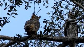 Great Horned Owls calling Wild and free in Florida [upl. by Wyndham]