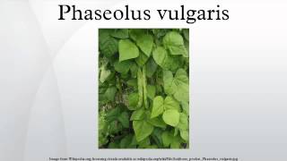 Phaseolus vulgaris [upl. by Faye]