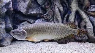 The Oldest Jardini Arowana Fish  Top Asian Arowana In The Wild [upl. by Peggy264]