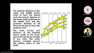 Anatomy of Axilla part 2  brachial plexus [upl. by Laicram207]