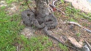 Water Moccasin Chillin Out At Lake Woodlands [upl. by Oneida76]