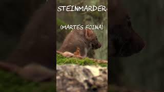 Steinmarder Martes foina [upl. by Averell]