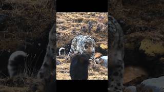 Mastiff dogs are surrounding a snow leopard [upl. by Atonsah]