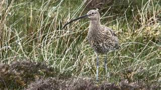 Curlew Alarm Calls [upl. by Rogovy280]