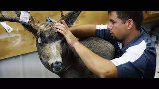 Dreamcatcher Outfitters and Taxidermy Mule Deer [upl. by Aivlis406]