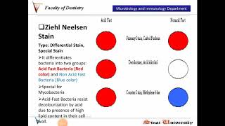 Ziehl Neelsen Stain [upl. by Ferneau359]