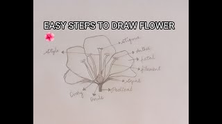 EASY STEPS TO DRAW PARTS OF 🌺 longitudinal section of flower 🌺 [upl. by Rancell]