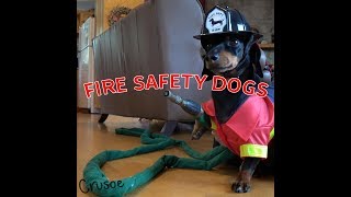 Crusoe amp Oakley Dachshund Fire Safety Dogs [upl. by Sheedy]