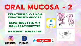 Oral Mucosa Part 2  Keratinized and Nonkeratinized Epithelium  Keratinocytes and NonKeratinocytes [upl. by Evans]