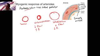 76 arterioles amp myogenic [upl. by Philbo]