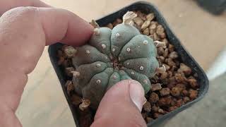 LOPHOPHORA WILLIAMSII  PEYOTE EN TEMPORADA DE CALOR [upl. by Atilem]