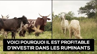 Voici lavantage de l élevage des moutons ruminants [upl. by Nebeur]