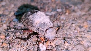 The Great Diving Beetle is an ImpressiveUnderwater Hunter Indian Animal Animal Bipul world channel [upl. by Nedry15]