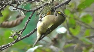 Goldcrest at Tehidy Woods  Smallest Bird Europe  Roitelet huppé [upl. by Catima]