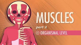 Muscles Part 2  Organismal Level Crash Course Anatomy amp Physiology 22 [upl. by Eriha]