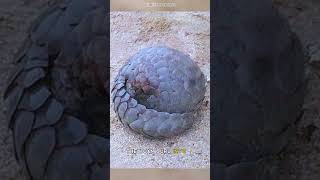 pangolin  the living fossil [upl. by Griff221]