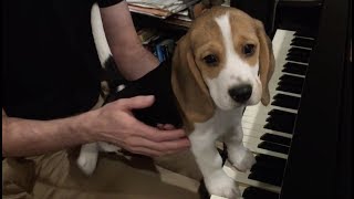 Adorable beagle puppy plays the piano [upl. by Grannia]