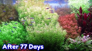 ROTALA BUSHY  STEP BY STEP AQUASCAPE DUTCHSTYLE [upl. by Aennil]