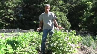 HOW TO GROW POTATOES Planting Growing Harvest Storage [upl. by Aicala]