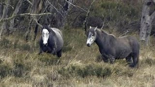 I cavalli selvaggi minacciano lecosistema australiano [upl. by Nipsirc]