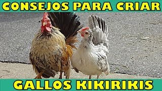 7 Consejos Importantes para Cuidar a tus Kikirikis [upl. by Estevan]