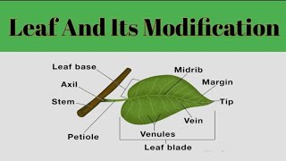 Leaf And Its Modification Leaf MorphologyPlant Systematic [upl. by Fax]